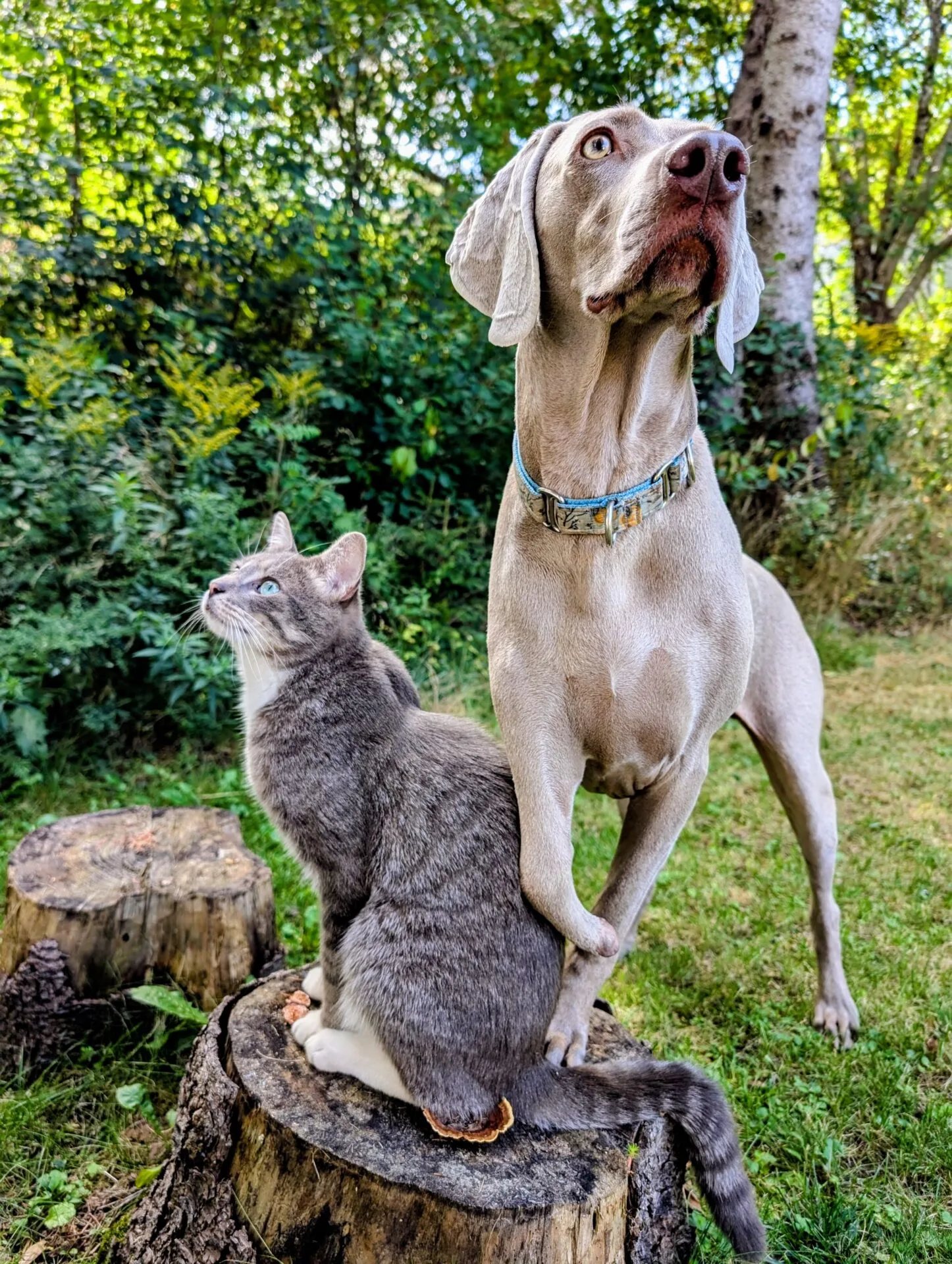 a dog and a cat