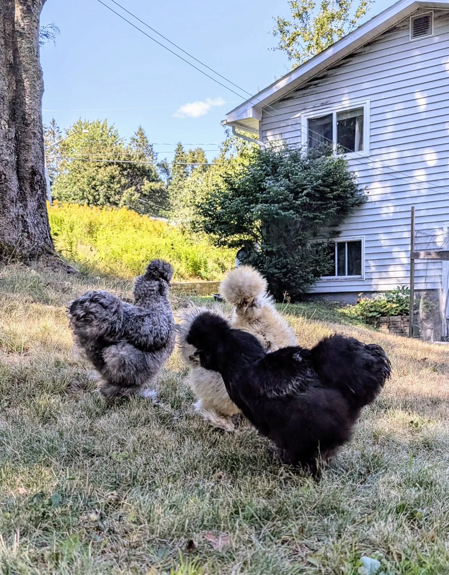 My chickens